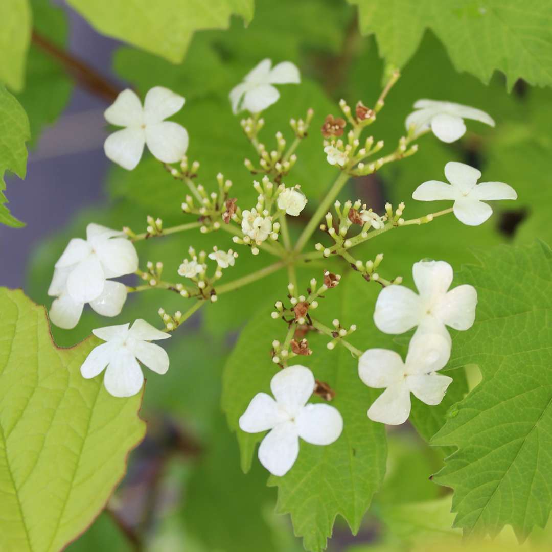 A delicate white lacecap flower of Oh Canada viburnum